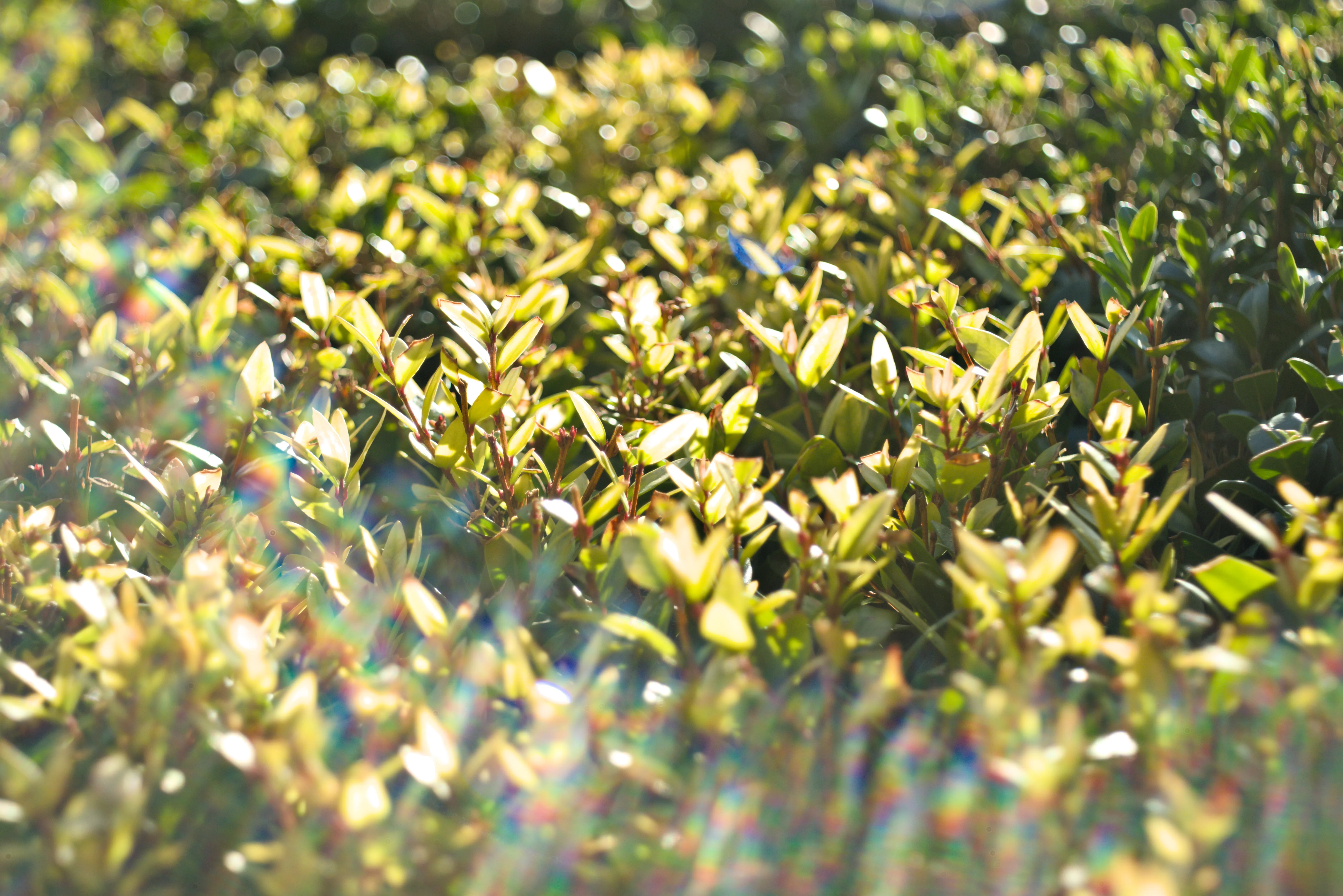 Meyer-Optik Görlitz Primagon 35mm f4.5 (M42) - _I4A7502.webp